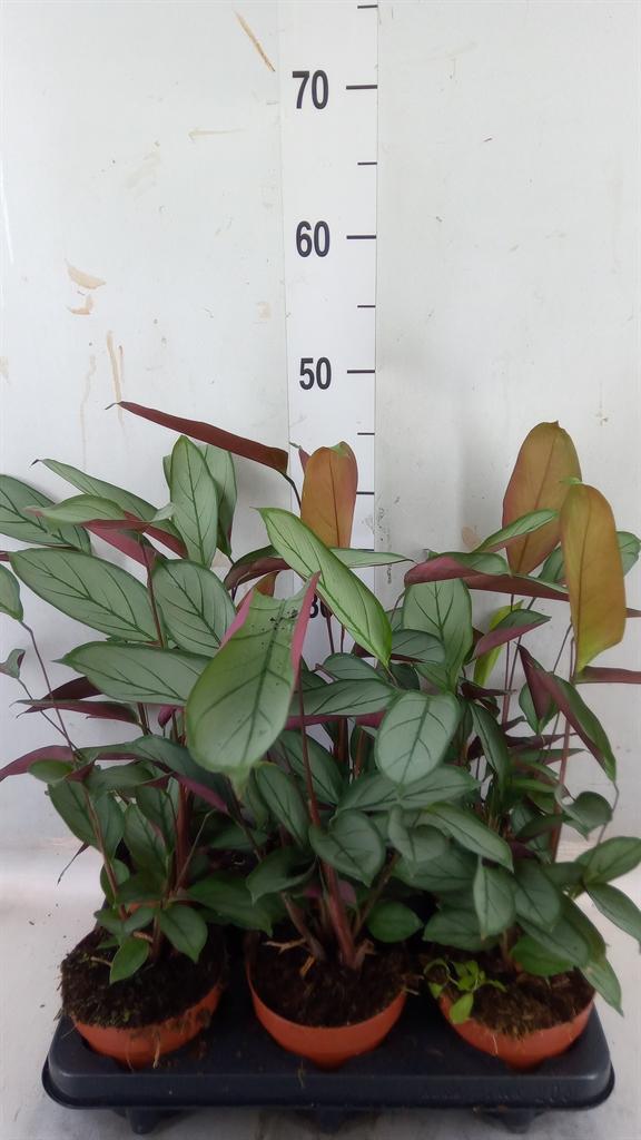 Горшечные цветы и растения оптом Ctenanthe   ... от 6шт из Голландии с доставкой по России