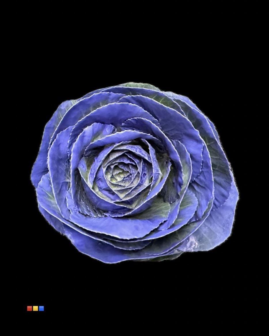 Срезанные цветы оптом Brassica paint purple от 20шт из Голландии с доставкой по России