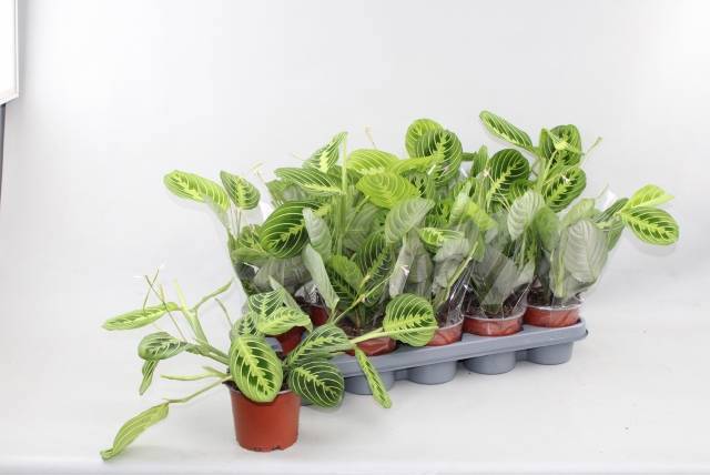 Горшечные цветы и растения оптом Maranta Lemon от 10шт из Голландии с доставкой по России