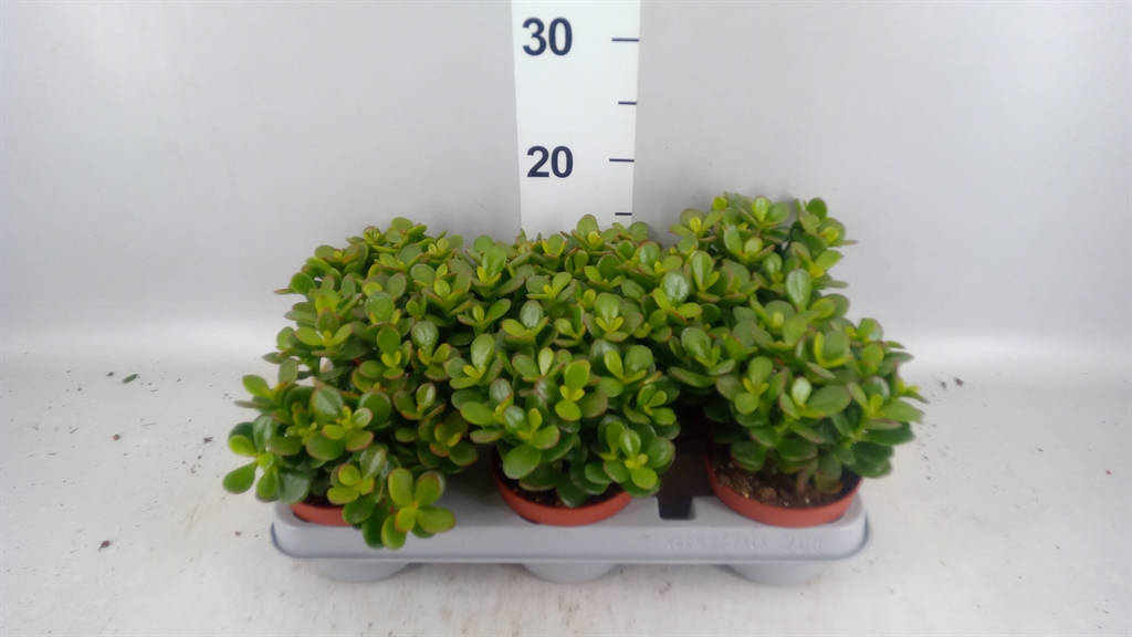Горшечные цветы и растения оптом Crassula Ovata minor от 8шт из Голландии с доставкой по России