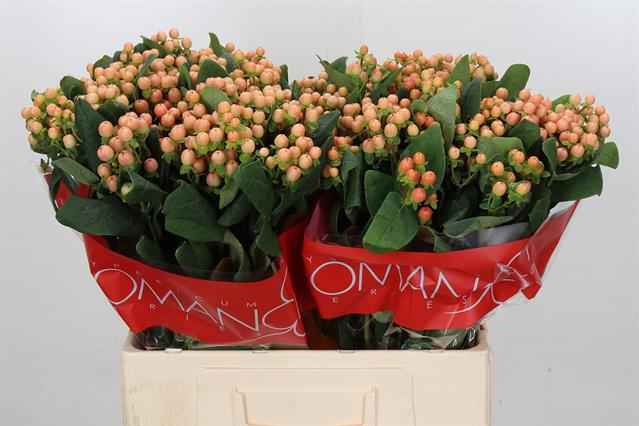 Срезанные цветы оптом Hypericum mellow romance от 100шт из Голландии с доставкой по России