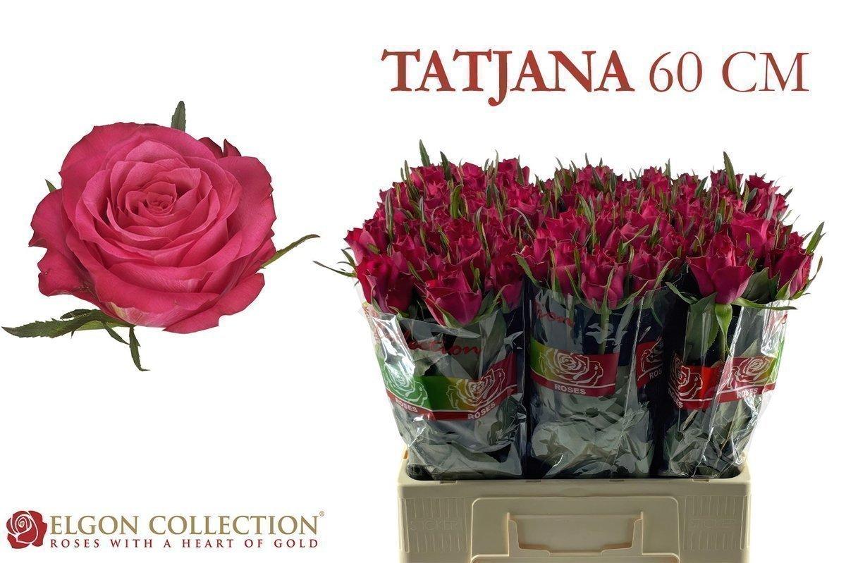 Срезанные цветы оптом Rosa large tatjana от 80шт из Голландии с доставкой по России