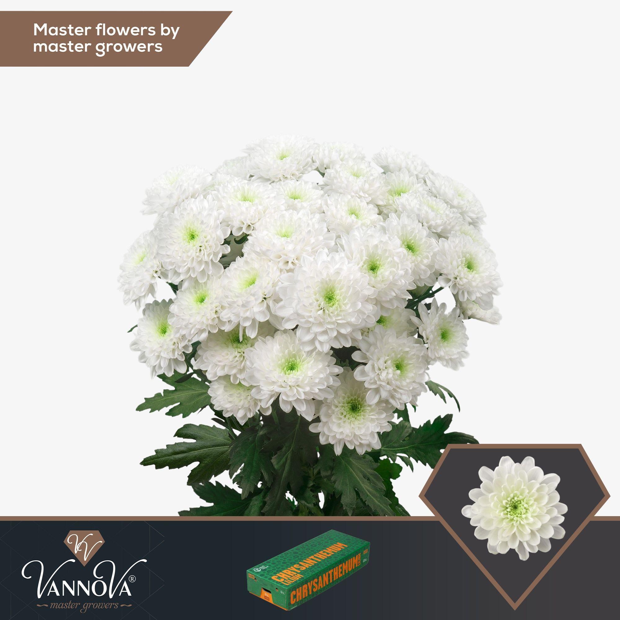 Срезанные цветы оптом Eryngium paint apricot от 30шт... из Голландии с доставкой по России