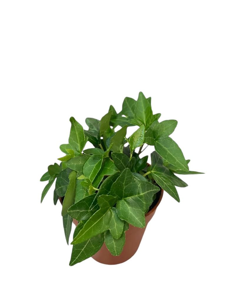 Горшечные цветы и растения оптом Hedera Helix Shamrock от 18шт (для телеги) из Голландии с доставкой по России