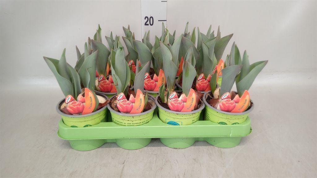 Горшечные цветы и растения оптом Tulipa   ... от 11шт из Голландии с доставкой по России