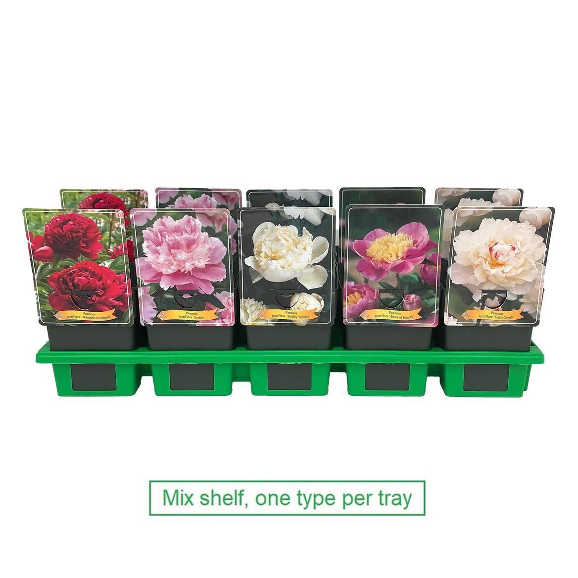 Горшечные цветы и растения оптом Paeonia Lactiflora Mix Laag P11 от 10шт из Голландии с доставкой по России