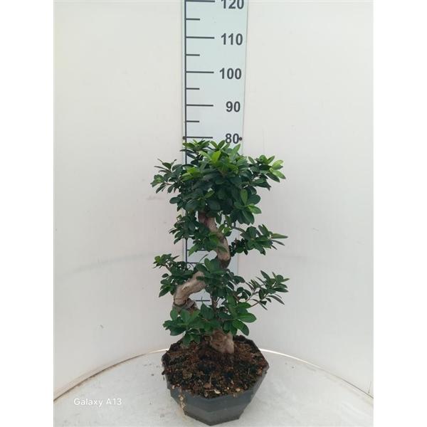 Горшечные цветы и растения оптом Ficus Ginseng Bonsai S-type от 1шт из Голландии с доставкой по России