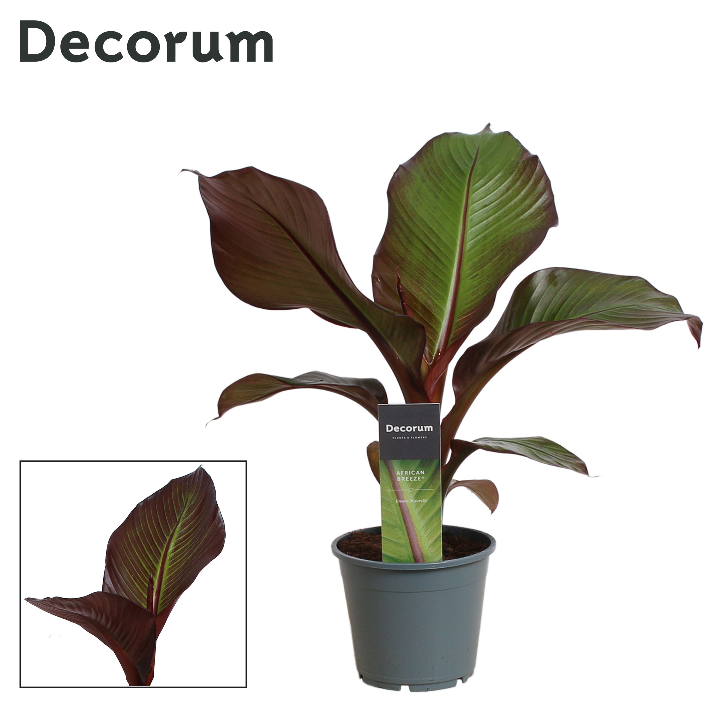 Горшечные цветы и растения оптом Ensete Maurelli Red Banana (decorum) от 7шт из Голландии с доставкой по России