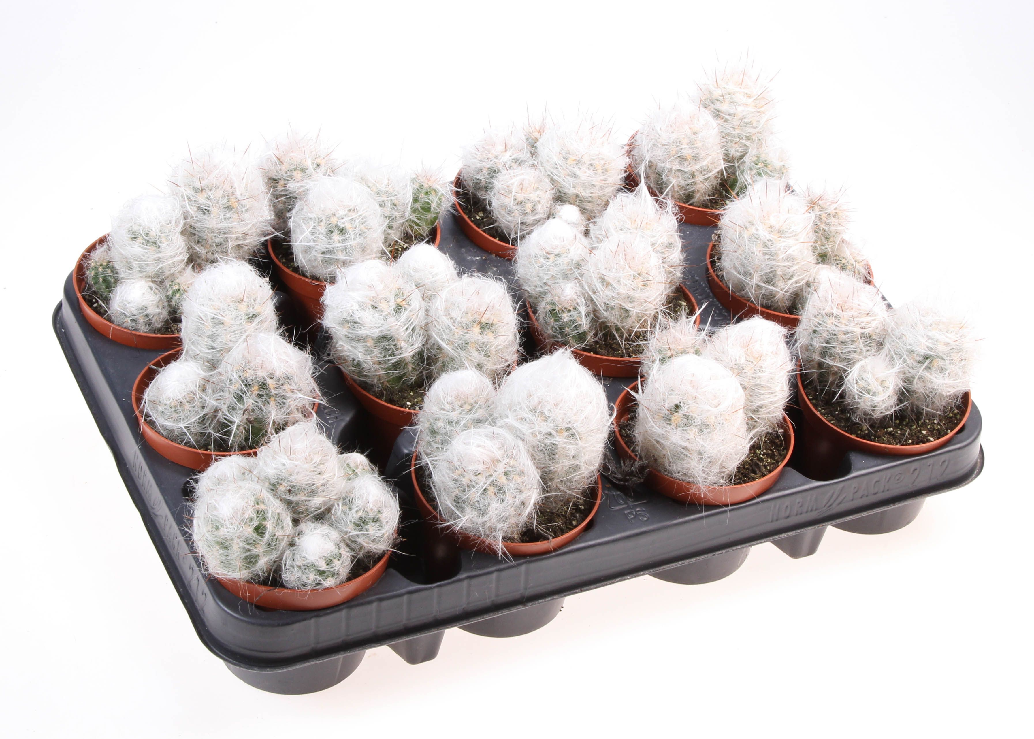 Горшечные цветы и растения оптом Oreocereus Trollii от 12шт (для телеги) из Голландии с доставкой по России