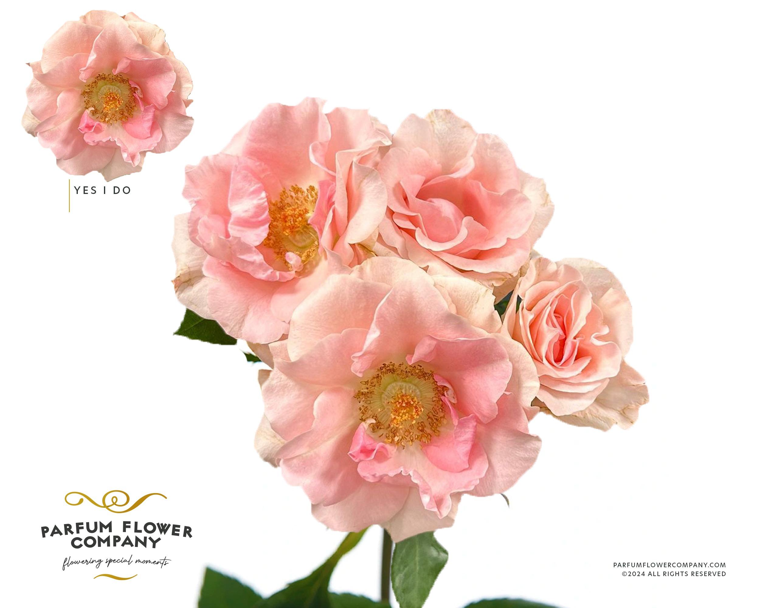 Срезанные цветы оптом Rosa spray garden yes i do от 24шт из Голландии с доставкой по России