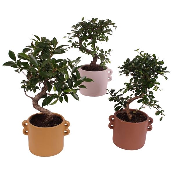 Горшечные цветы и растения оптом Bonsai Indoor Mix S-shape Ceramic от 7шт из Голландии с доставкой по России