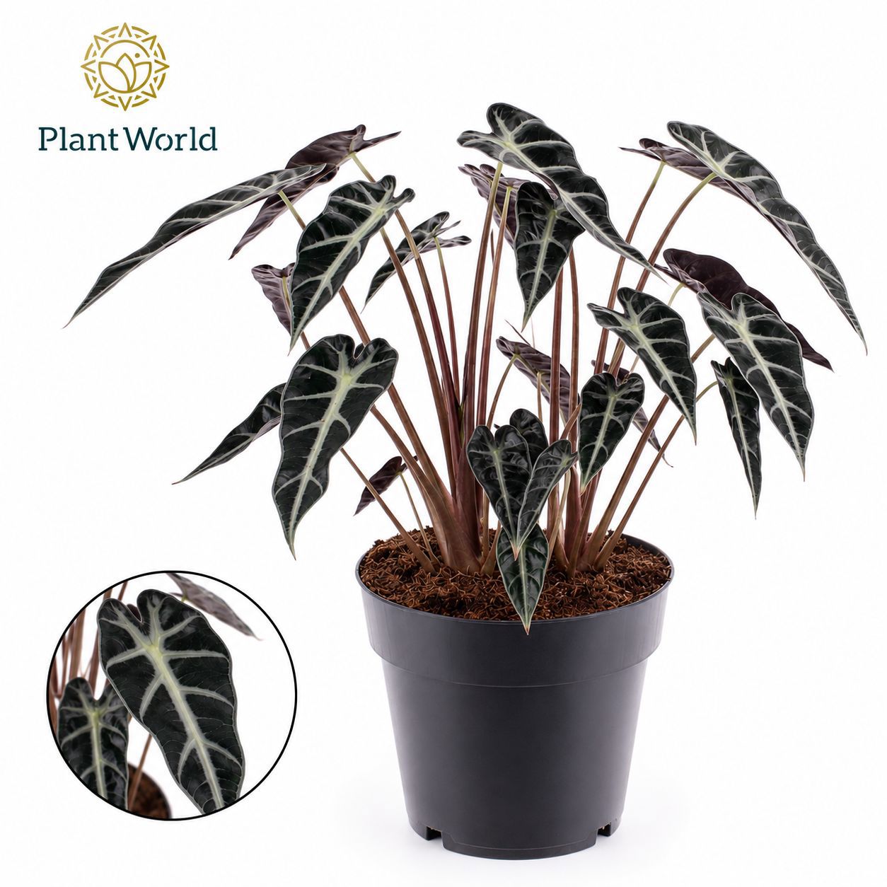 Горшечные цветы и растения оптом Alocasia Bambino Arrow от 7шт (для телеги) из Голландии с доставкой по России
