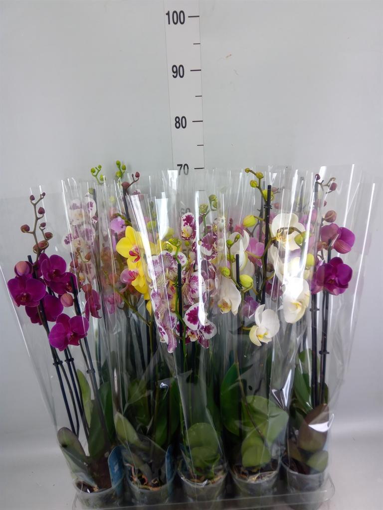 Горшечные цветы и растения оптом Phalaenopsis   ...mix  5 от 10шт из Голландии с доставкой по России