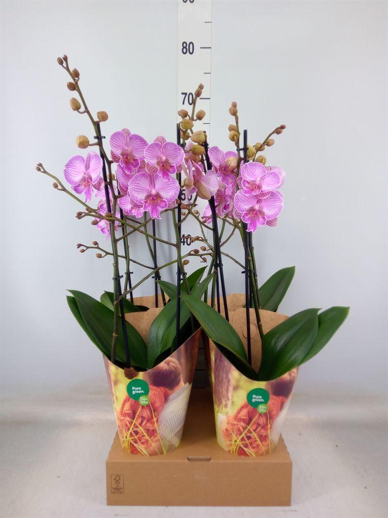 Горшечные цветы и растения оптом Phalaenopsis   ...rose от 4шт' из Голландии с доставкой по России