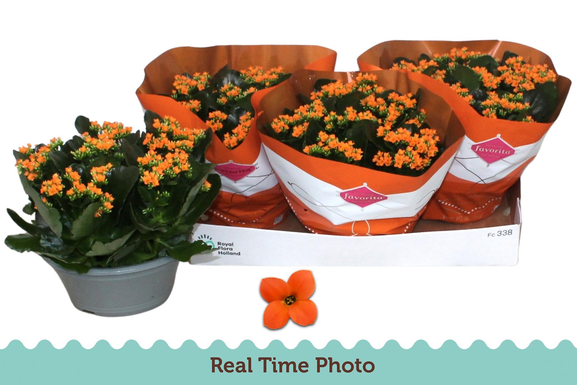 Горшечные цветы и растения оптом Kal En Acheron от 3шт из Голландии с доставкой по России