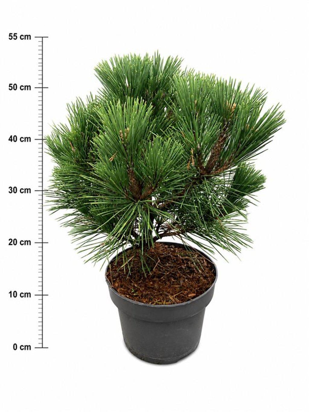 Горшечные цветы и растения оптом Pinus Thunbergii sayonara от 1шт из Голландии с доставкой по России