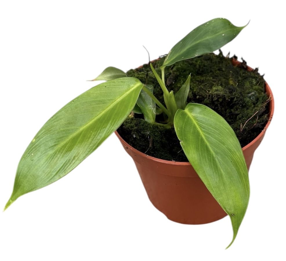 Горшечные цветы и растения оптом Philodendron Patriciae от 1шт из Голландии с доставкой по России