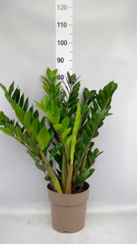 Горшечные цветы и растения оптом Zamioculcas Zamiifolia A от 1шт из Голландии с доставкой по России