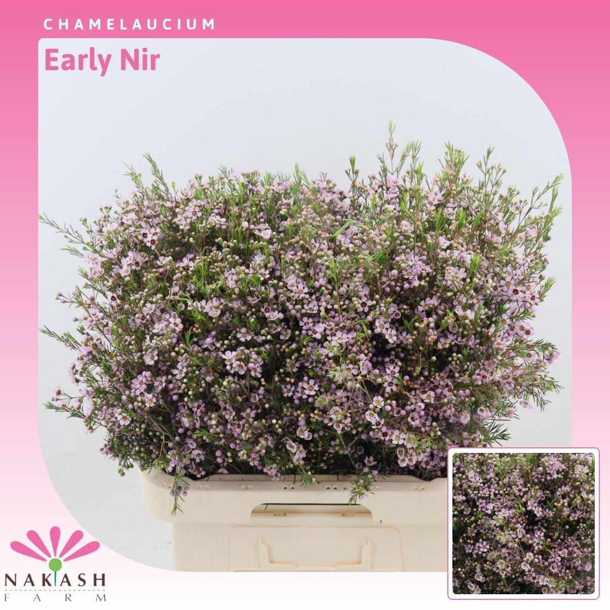 Срезанные цветы оптом Chamelaucium early nir от 75шт из Голландии с доставкой по России