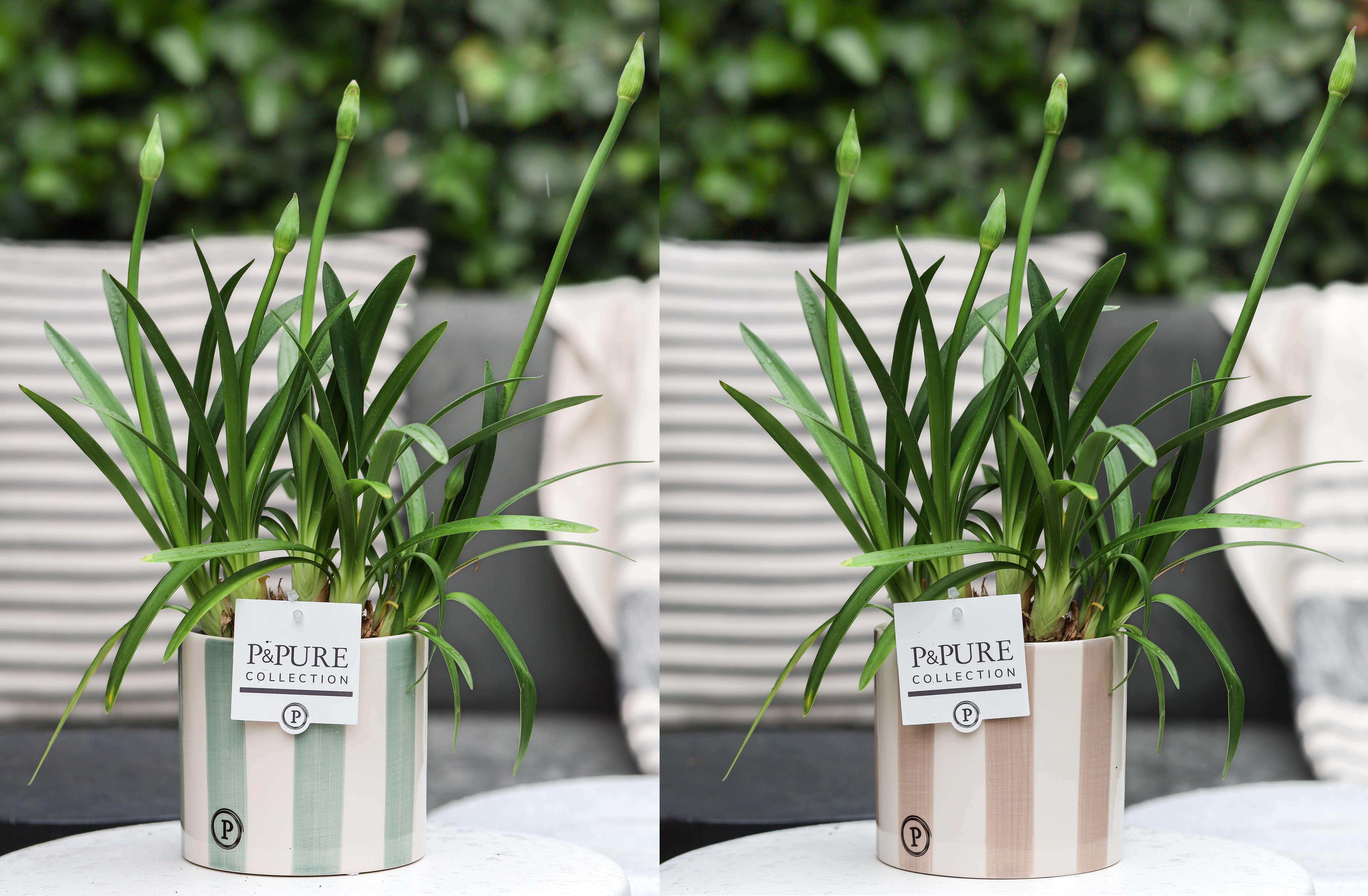 Горшечные цветы и растения оптом Agapanthus Charlotte Blauw Pot 12 Cm In Pure Eline от 6шт из Голландии с доставкой по России