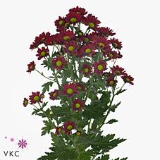 Срезанные цветы оптом Chrys sa madiba dunga red от 75шт из Голландии с доставкой по России