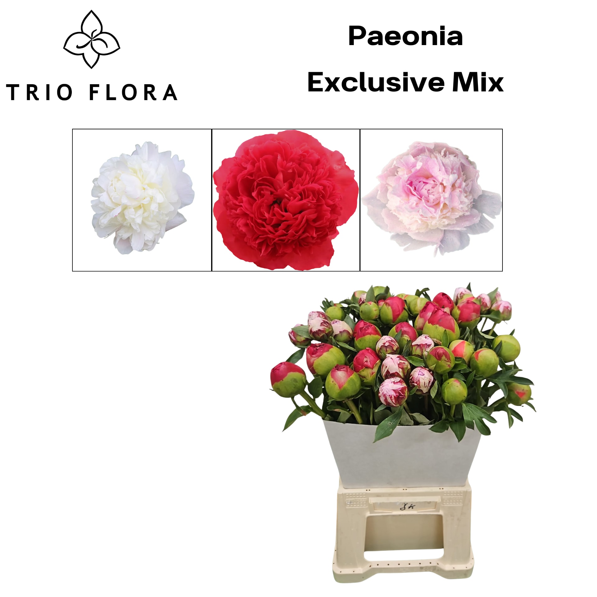 Срезанные цветы оптом Paeonia mix in bucket от 40шт из Голландии с доставкой по России