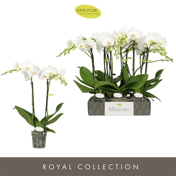 Горшечные цветы и растения оптом Phal 2st Maistro Mozart 18+ (opti) от 6шт из Голландии с доставкой по России