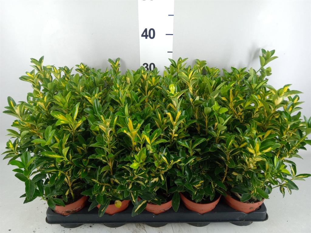 Горшечные цветы и растения оптом Euonymus ... от 15шт из Голландии с доставкой по России