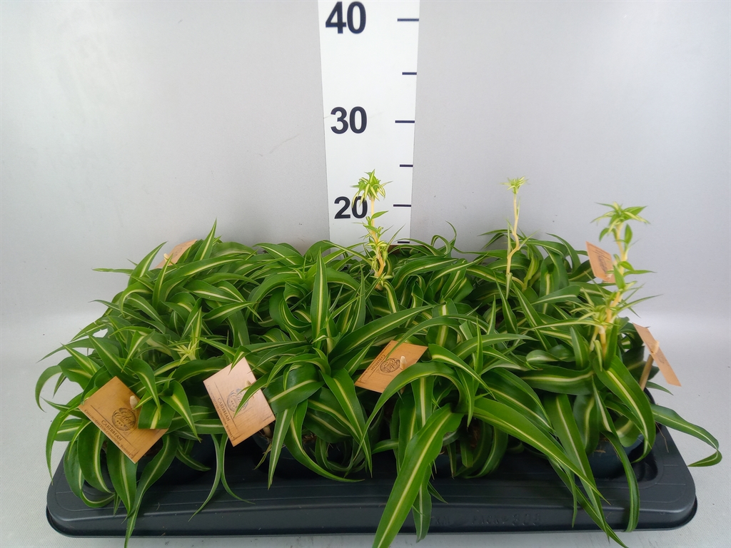 Горшечные цветы и растения оптом Chlorophytum Com. bonnie от 8шт из Голландии с доставкой по России
