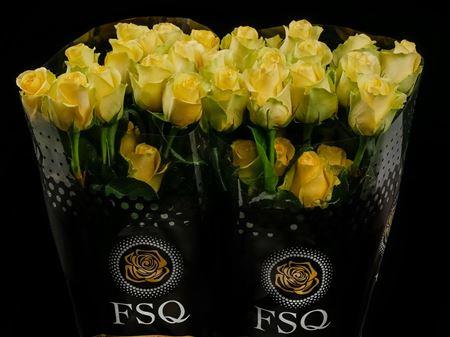 Срезанные цветы оптом Rosa ec minion rose от 40шт из Голландии с доставкой по России