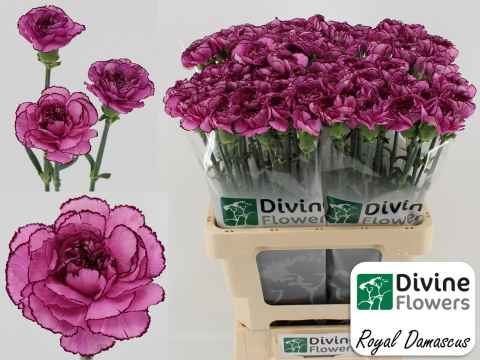 Срезанные цветы оптом Dianthus st royal damascus от 80шт из Голландии с доставкой по России