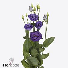 Срезанные цветы оптом Lisianthus do rosita blue от 40шт. из Голландии с доставкой по России
