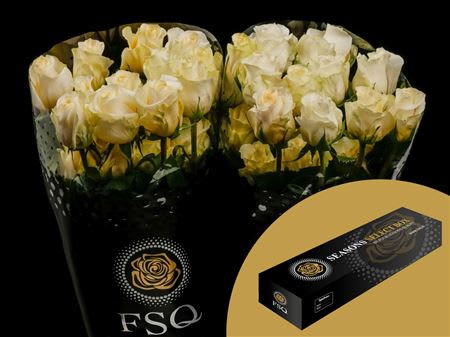 Срезанные цветы оптом Rosa ec creme de la creme от 50шт из Голландии с доставкой по России