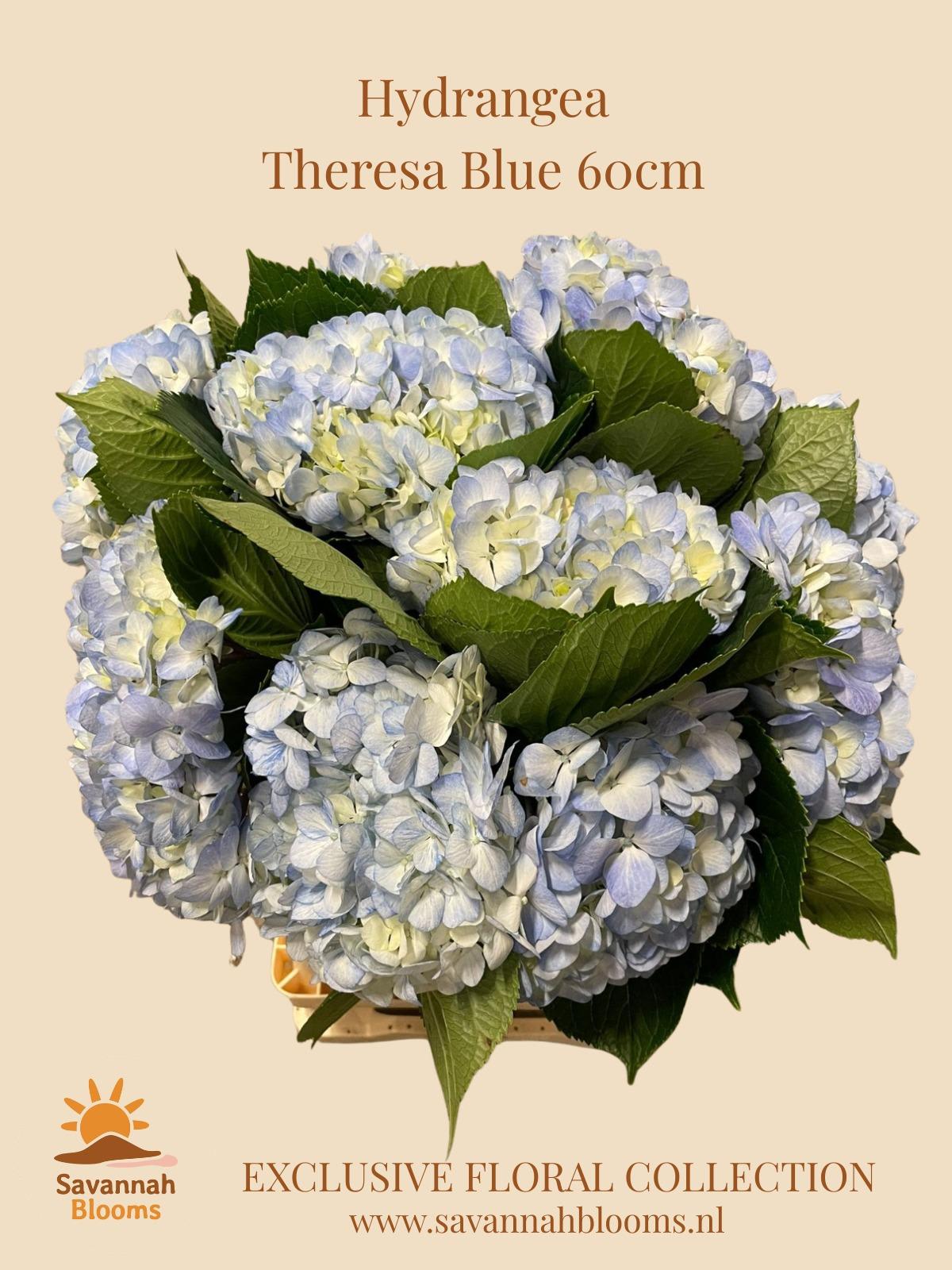 Срезанные цветы оптом Hydrangea therese blue от 10шт из Голландии с доставкой по России