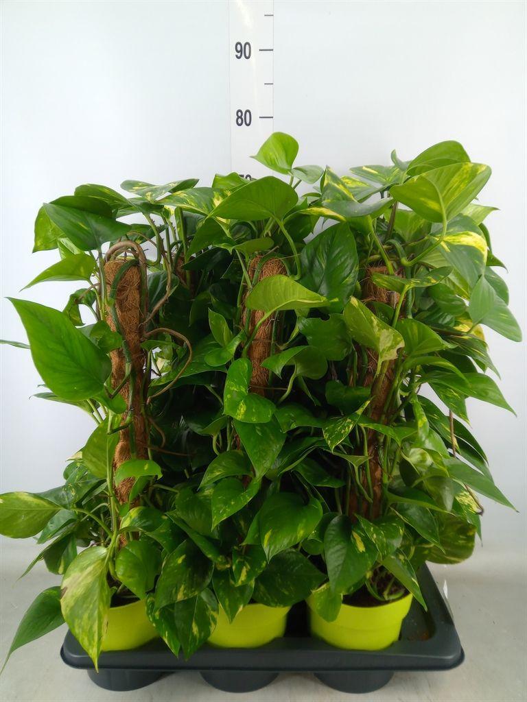 Горшечные цветы и растения оптом Epipremnum Pinn.   ...moss Stick от 6шт из Голландии с доставкой по России