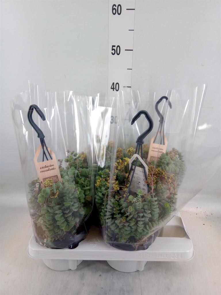 Горшечные цветы и растения оптом Crassula Marnieriana от 4шт из Голландии с доставкой по России