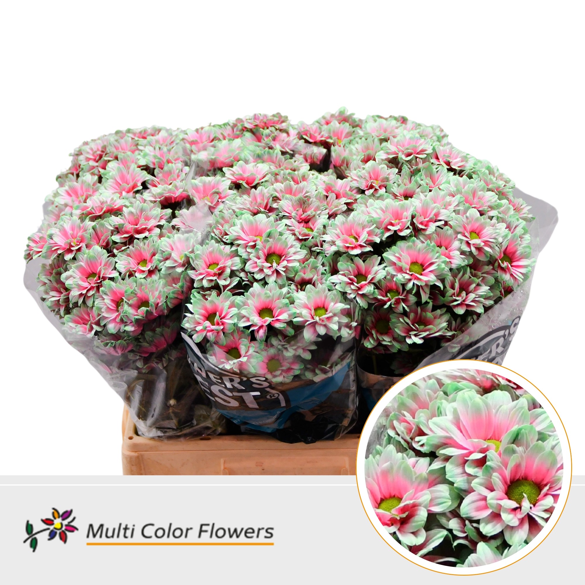 Срезанные цветы оптом Chrys sp paint kennedy watermelon от 40шт из Голландии с доставкой по России