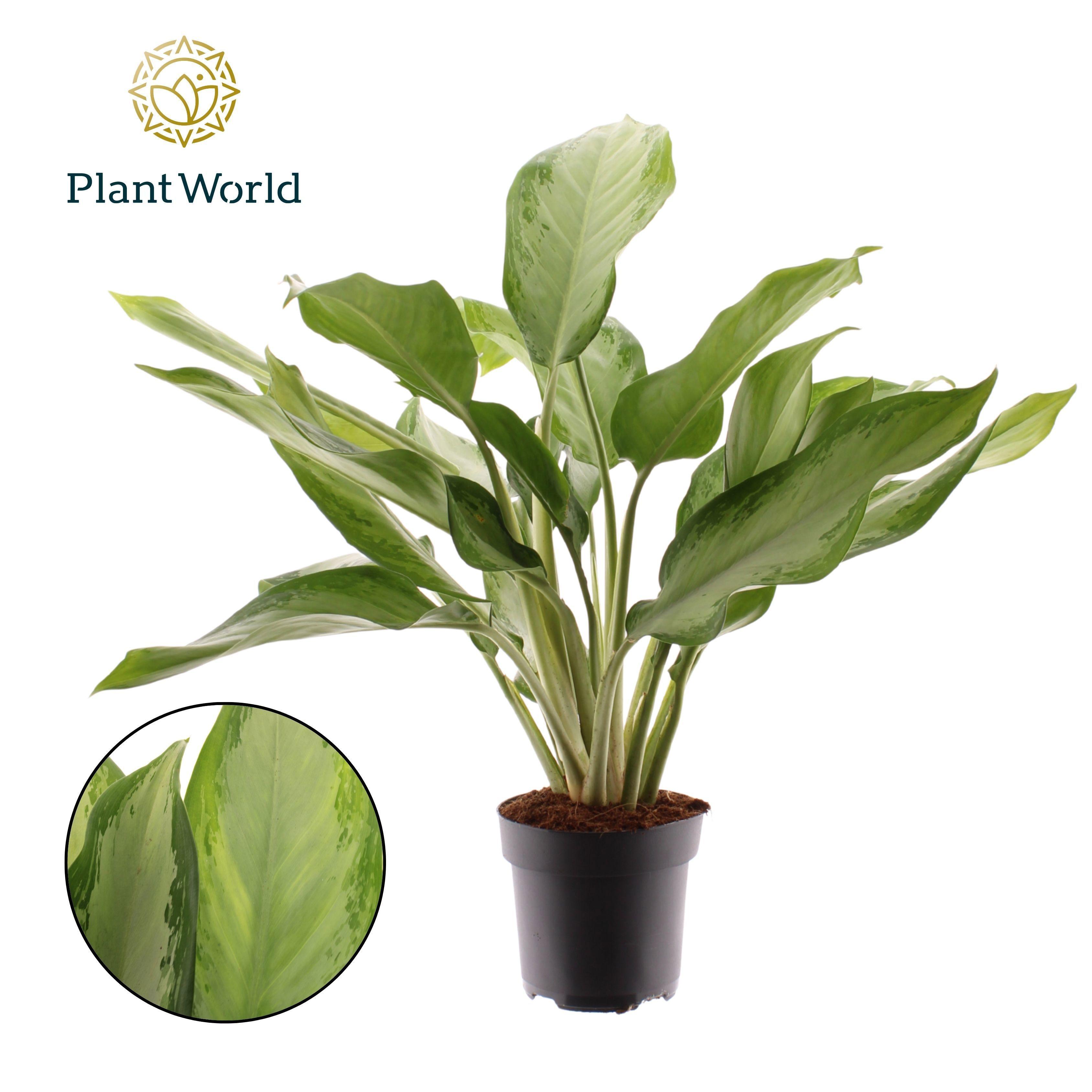 Горшечные цветы и растения оптом Aglaonema Cleopatra от 6шт из Голландии с доставкой по России