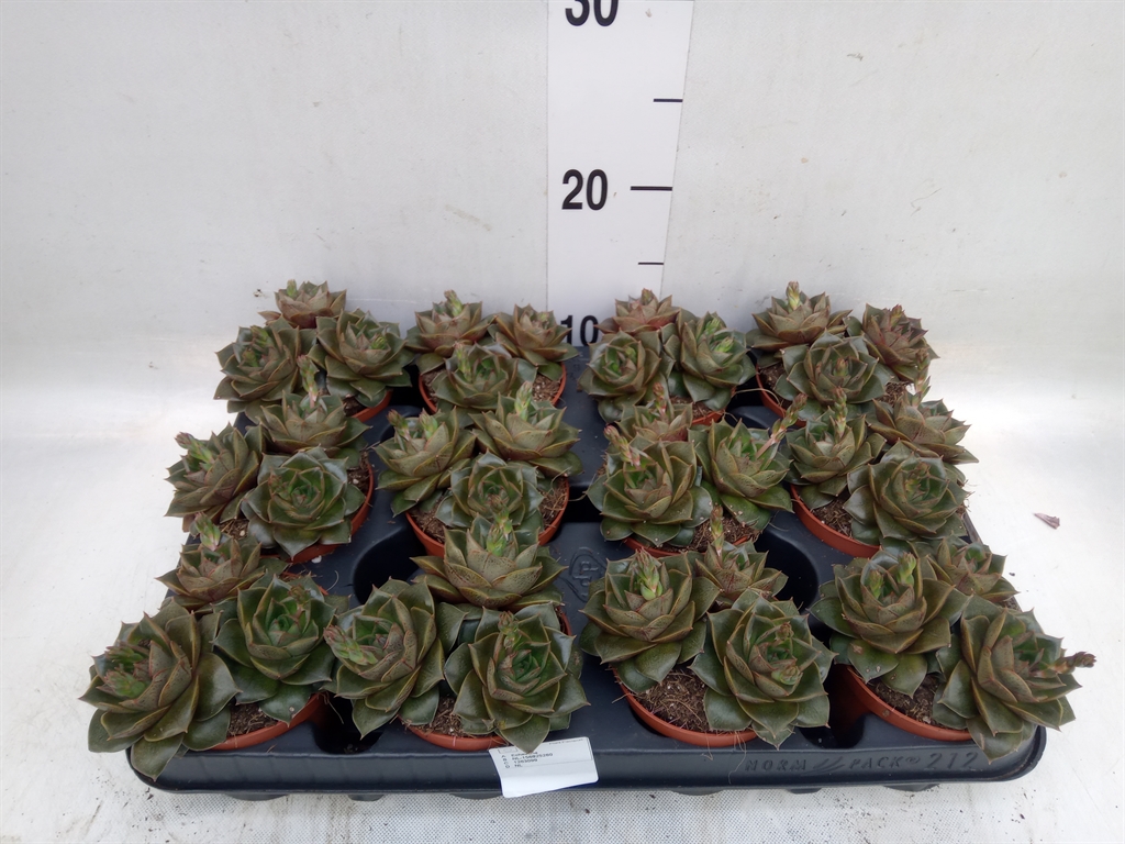 Горшечные цветы и растения оптом Echeveria Purpusorum от 12шт (для телеги) из Голландии с доставкой по России