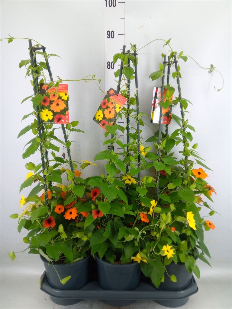 Горшечные цветы и растения оптом Thunbergia   ...mix 3 от 3шт из Голландии с доставкой по России