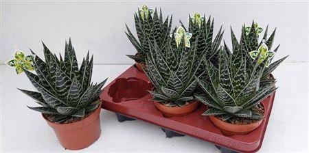 Горшечные цветы и растения оптом Aloe Tiki Tahi от 6шт из Голландии с доставкой по России