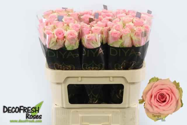 Срезанные цветы оптом Rosa la tango от 60шт из Голландии с доставкой по России