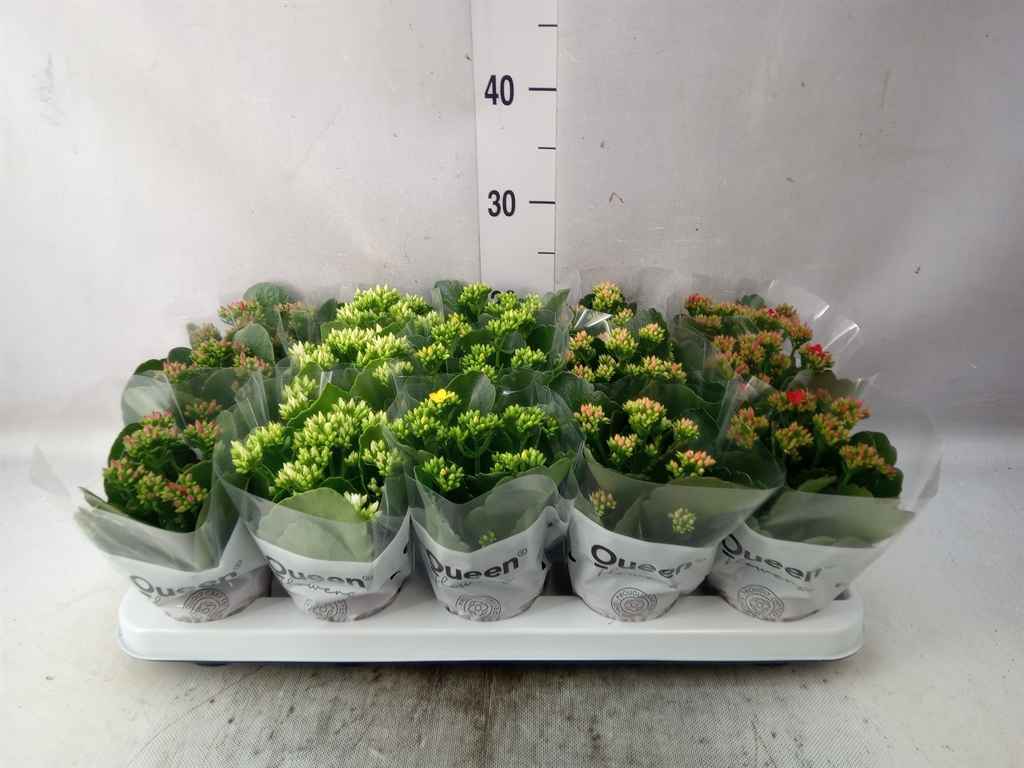Горшечные цветы и растения оптом Kalanchoe Blos.   ..mix 5 от 15шт из Голландии с доставкой по России