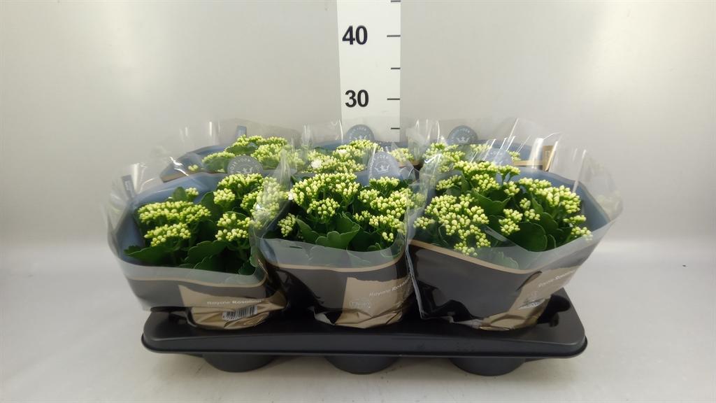 Горшечные цветы и растения оптом Kalanchoe Blos. rosdon Dione от 6шт из Голландии с доставкой по России