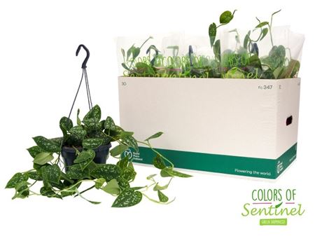 Горшечные цветы и растения оптом Scindapsus Pictus Argyraeus Hanging Pot от 6шт из Голландии с доставкой по России