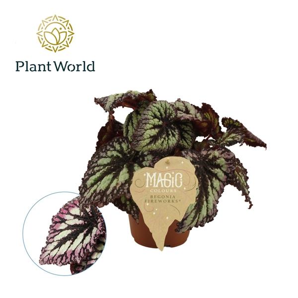 Горшечные цветы и растения оптом Begonia Rex Fireworks от 8шт (для телеги) из Голландии с доставкой по России