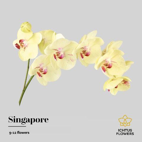Срезанные цветы оптом Phalaenopsis arezzo (per stem) от 8шт.. из Голландии с доставкой по России