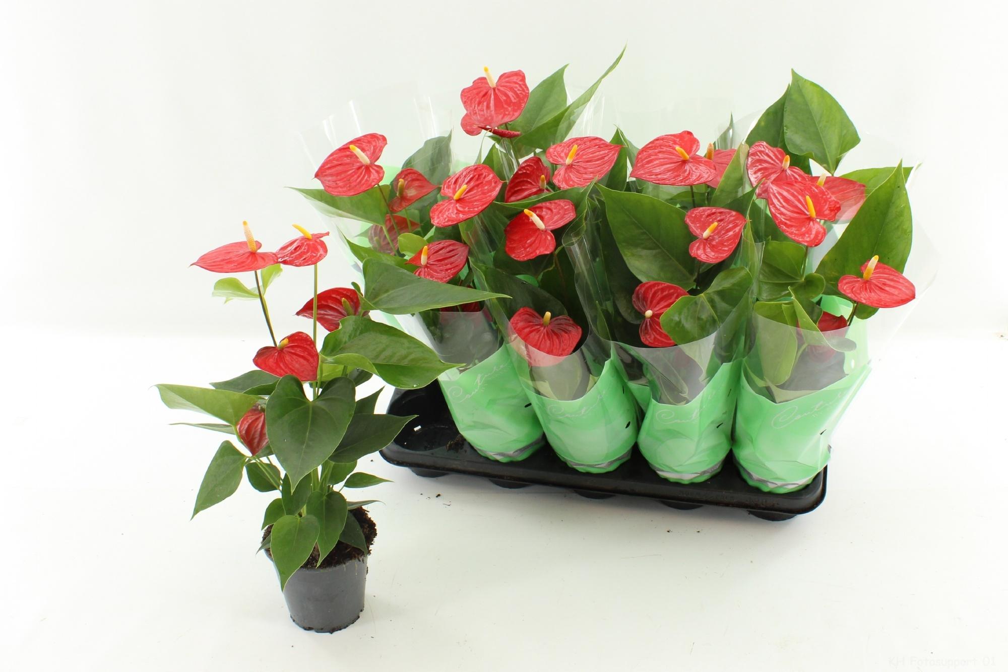 Горшечные цветы и растения оптом Anthu An Everio от 10шт из Голландии с доставкой по России