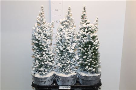 Горшечные цветы и растения оптом ** Cham Th Top Point Snow * Autumn Promo * от 3шт из Голландии с доставкой по России