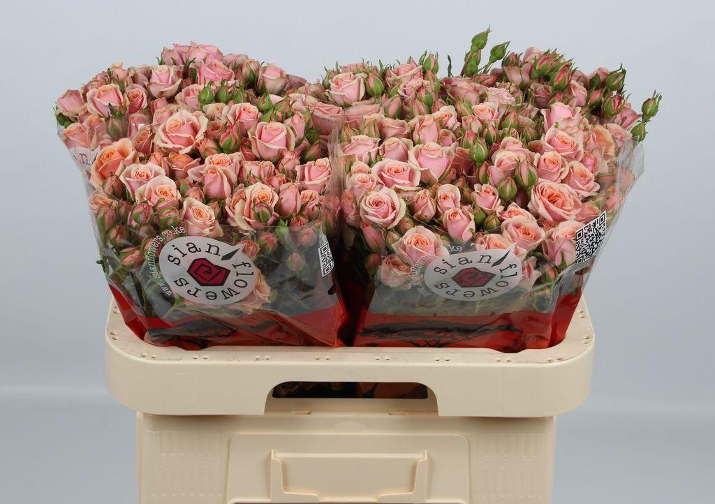 Срезанные цветы оптом Rosa spray classic rosever от 50шт из Голландии с доставкой по России